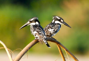 beautiful bird pair