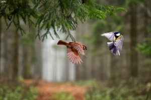 birds in the forest